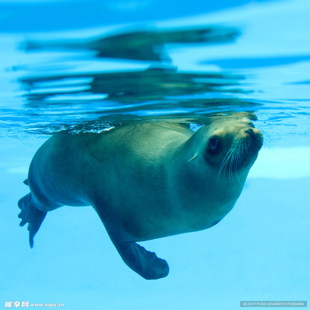 海豹