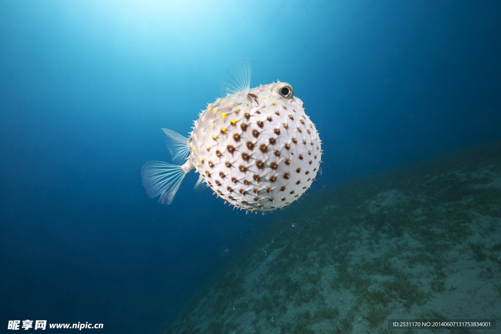 海洋生物