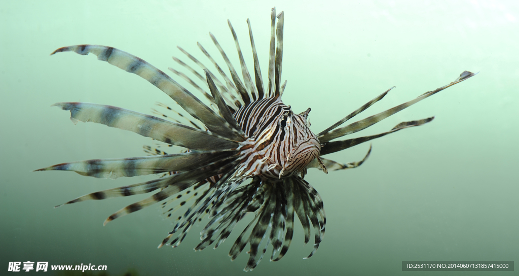 海洋生物