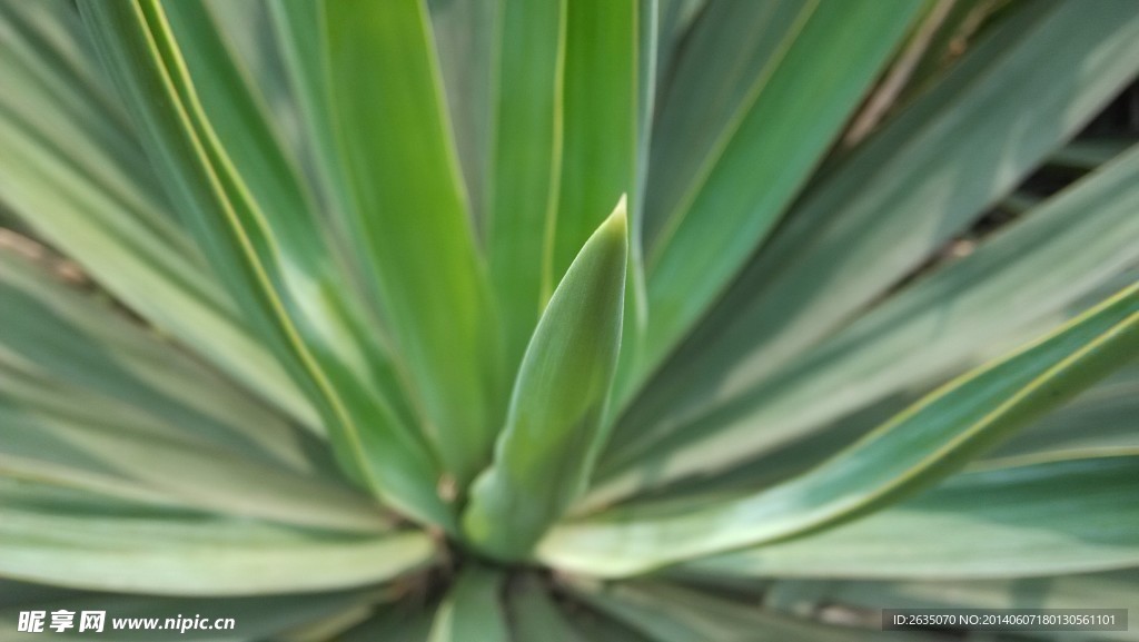 植物