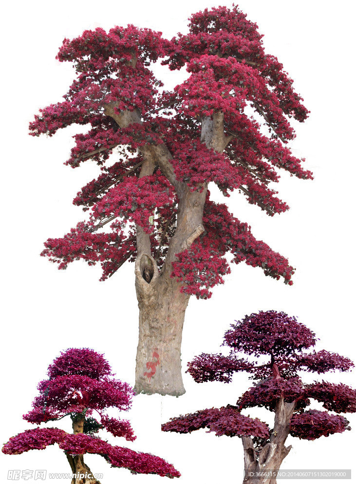 桩景造型红花檵木