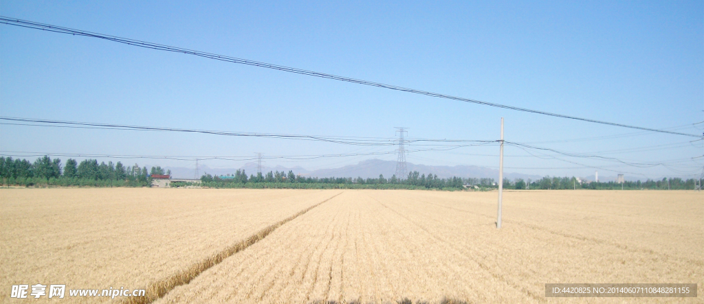 麦田