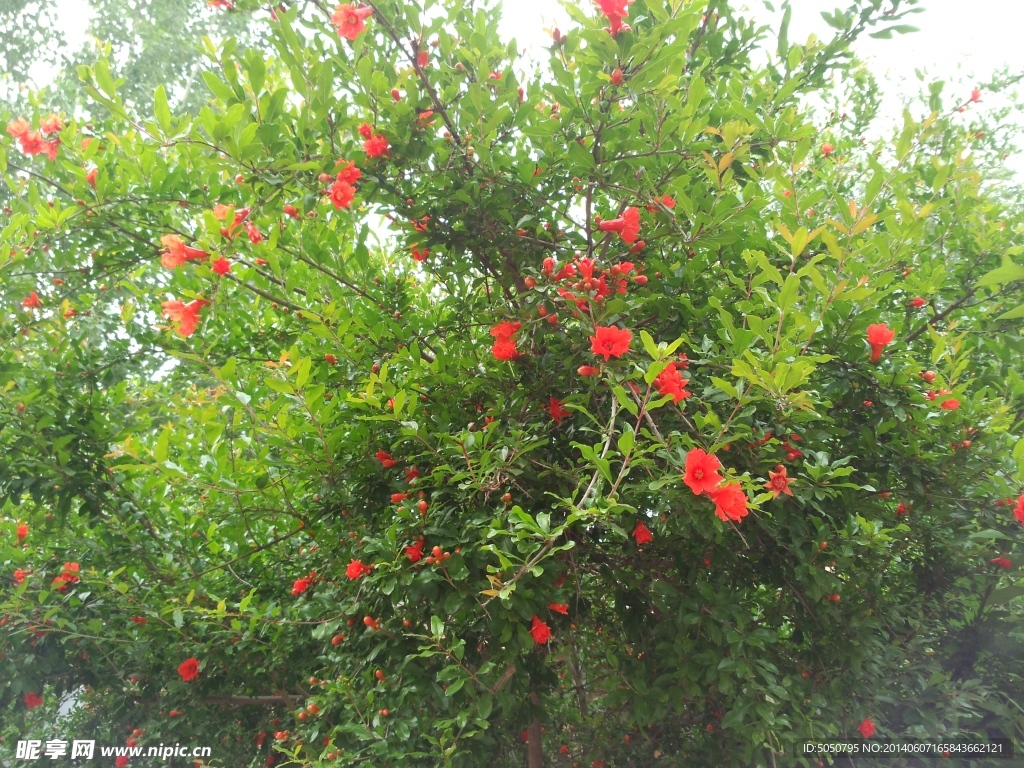 石榴花