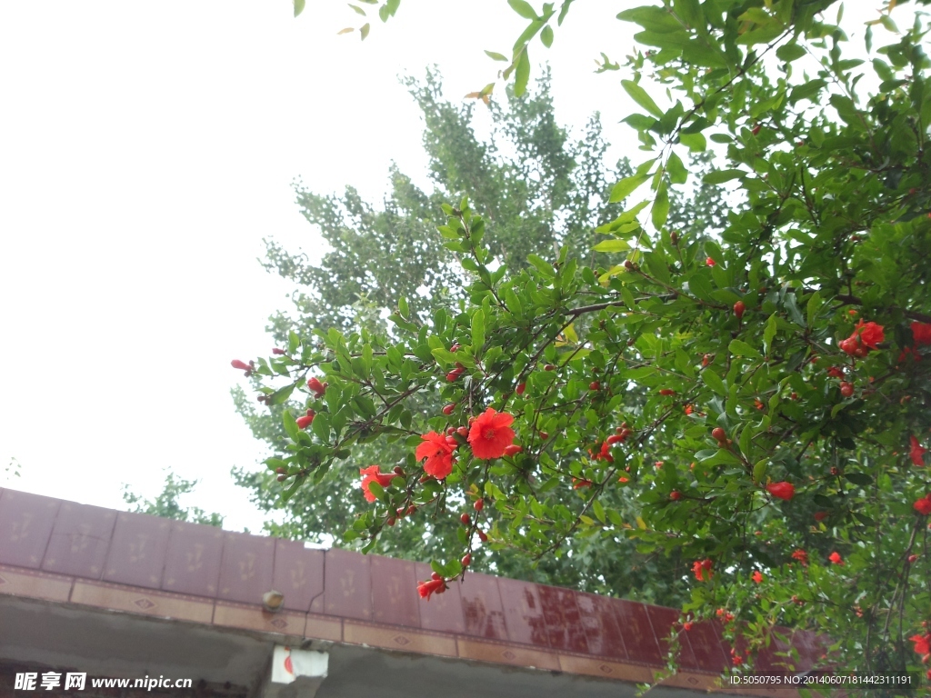 石榴花
