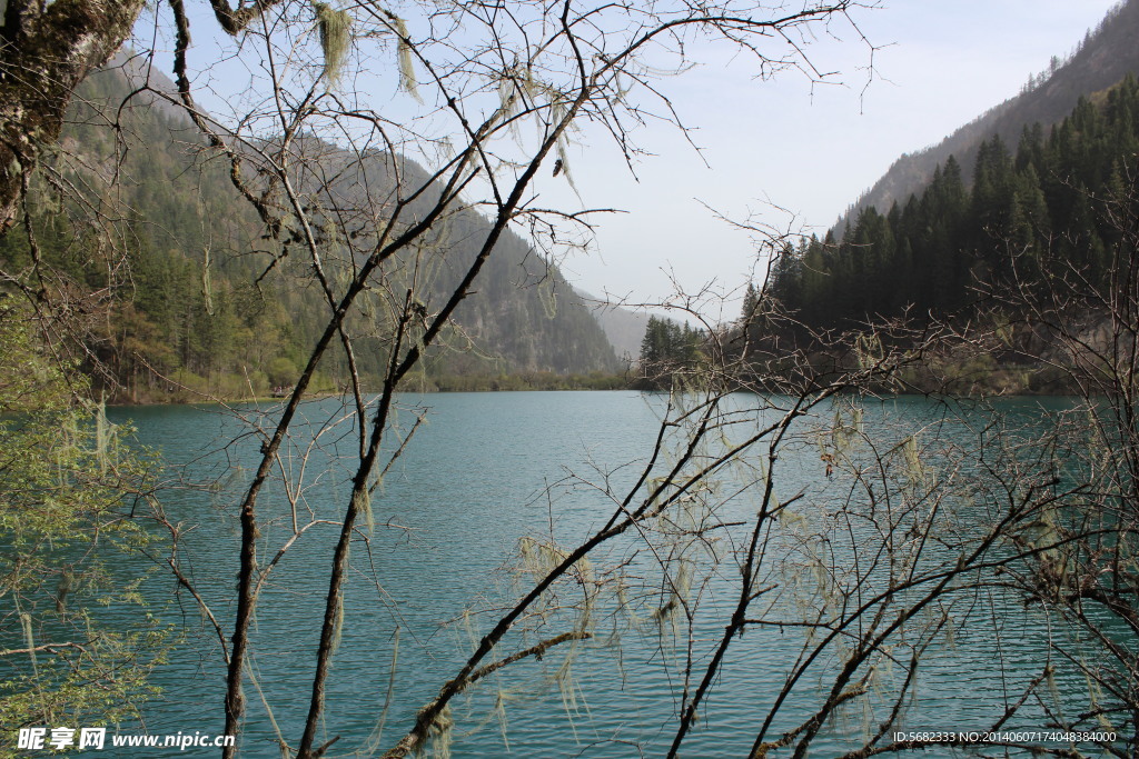 梦幻九寨箭竹海