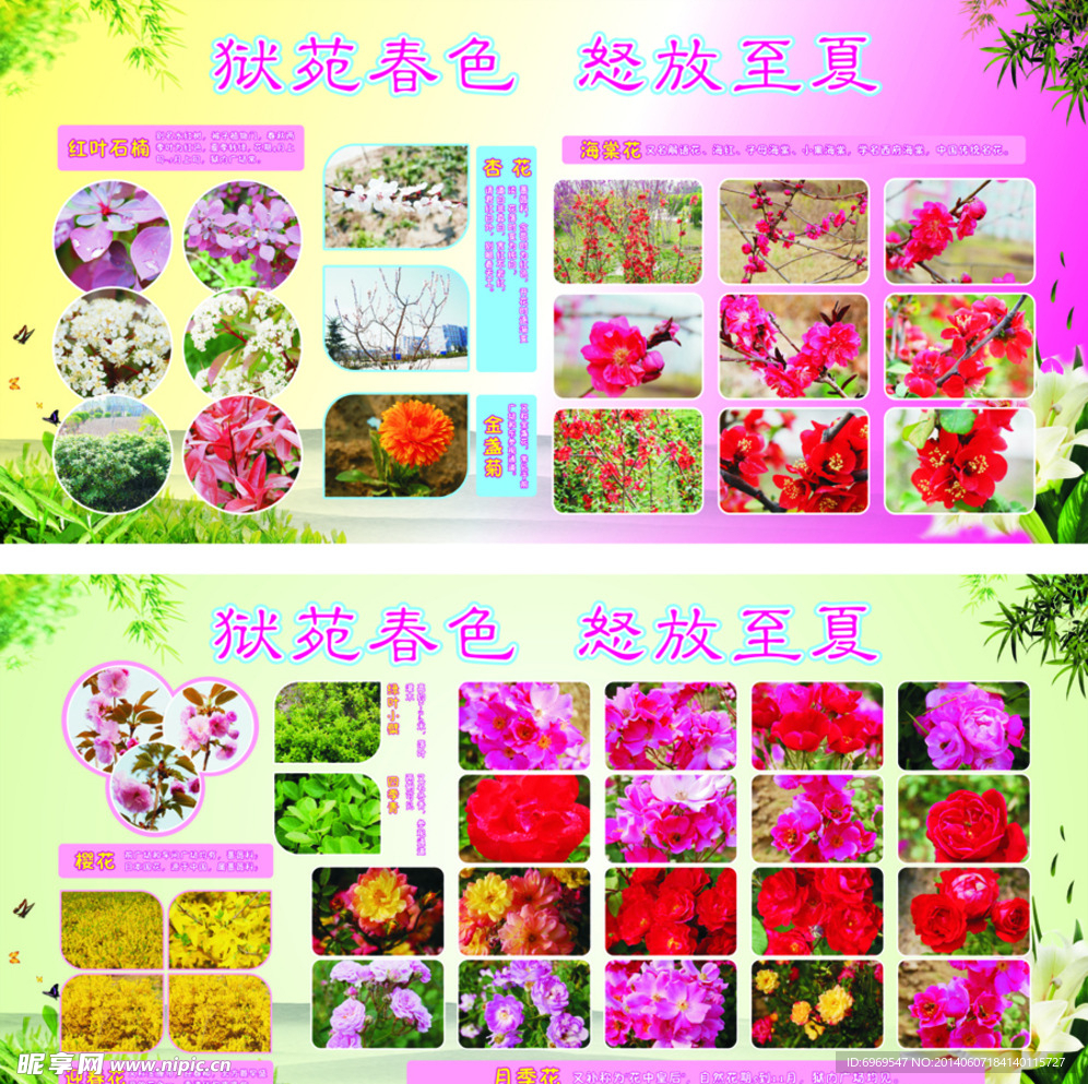 花卉展板