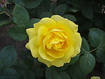 月季花