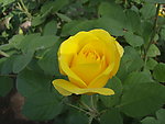 月季花