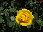 月季花