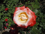 月季花