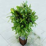盆栽