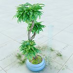 盆栽