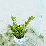 盆栽