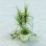 盆栽