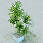 盆栽