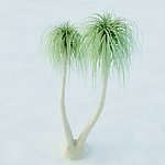 景观植物