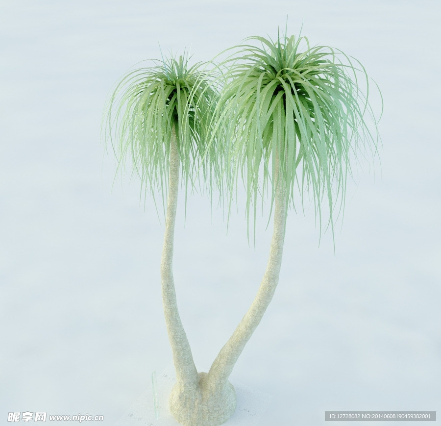 景观植物