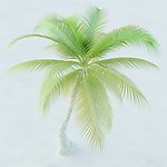 椰树