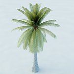 桫椤