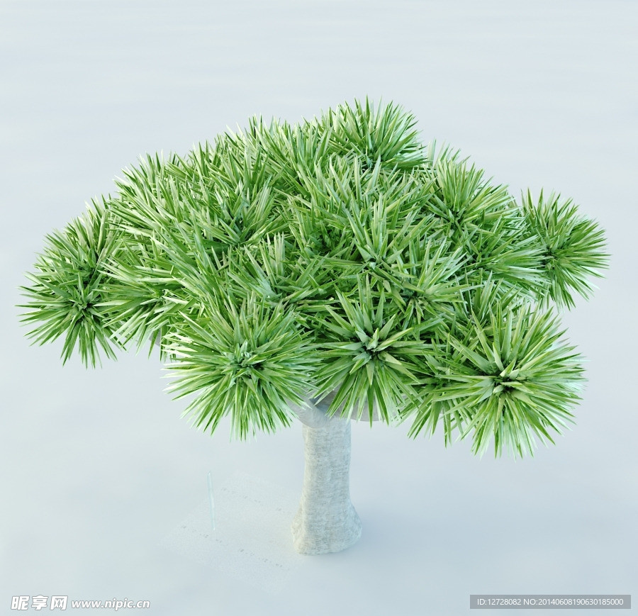 景观植物