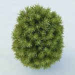 景观植物