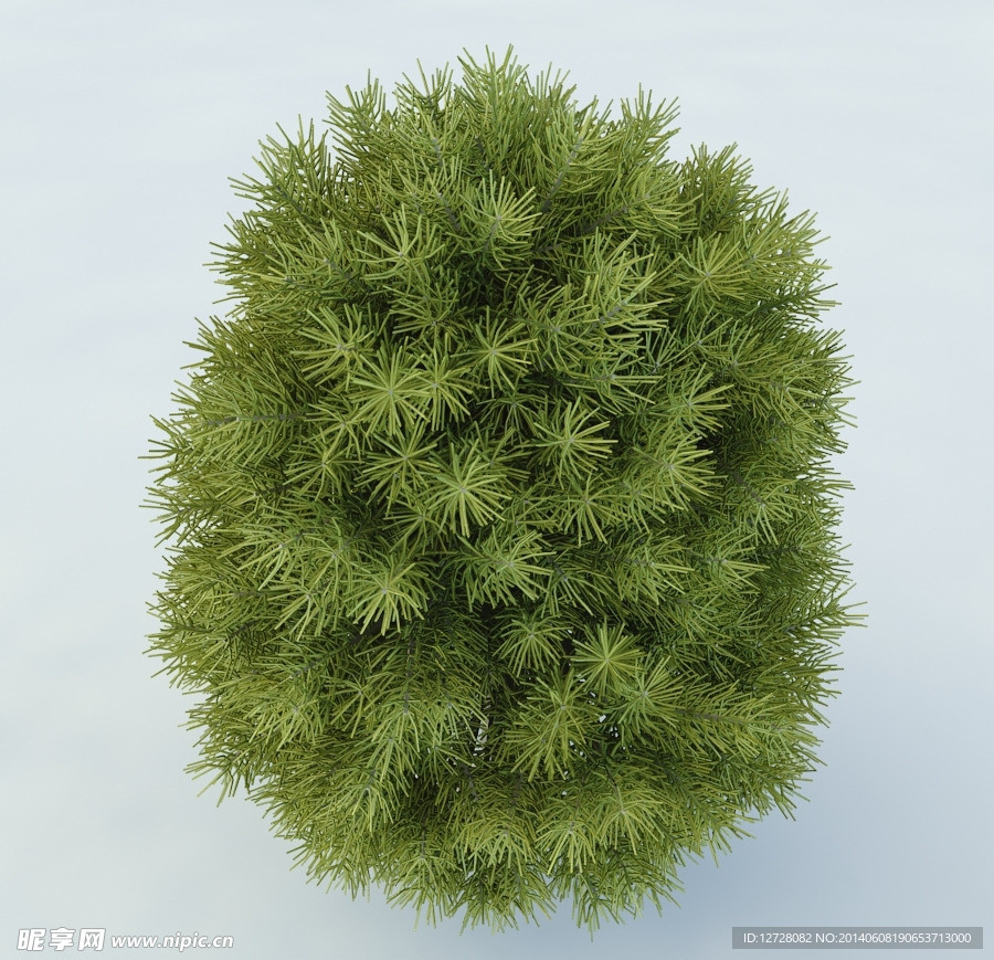 景观植物