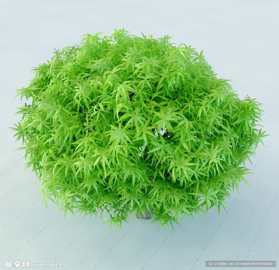 景观植物