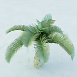 桫椤