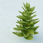 景观植物