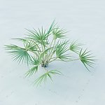 景观植物