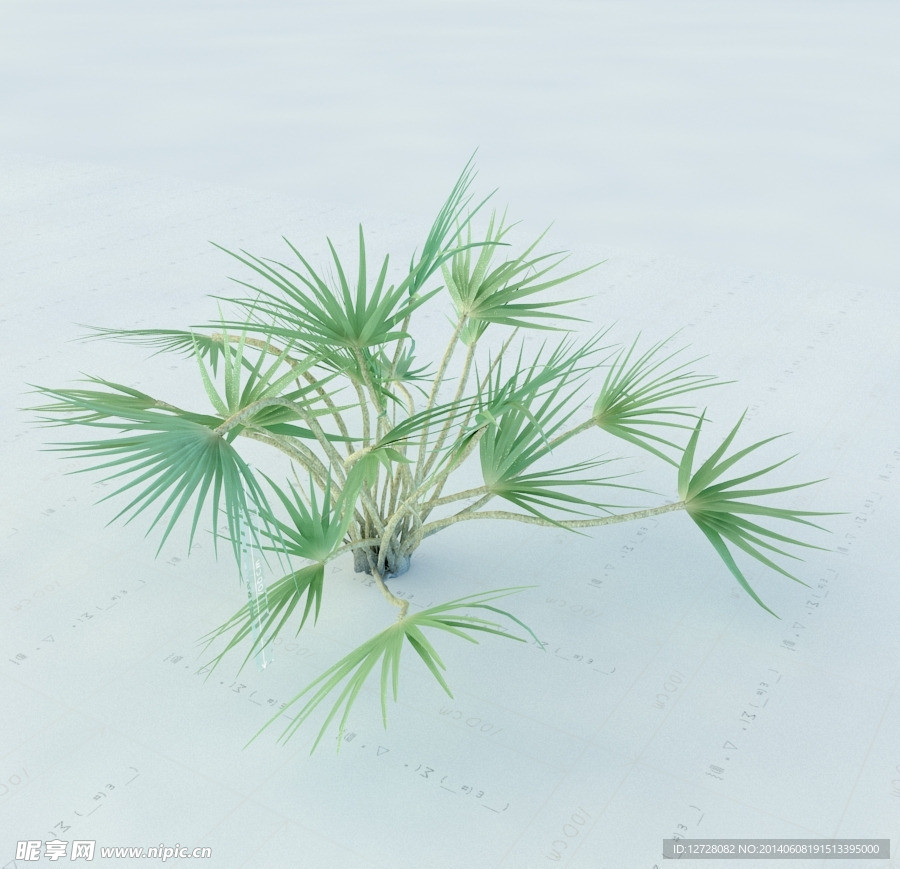 景观植物