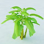 芭蕉树 香蕉树