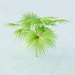 景观植物