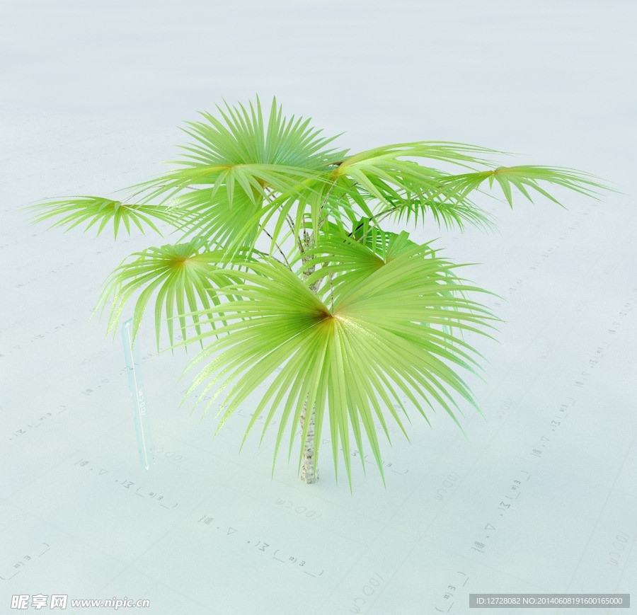 景观植物