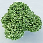 景观植物