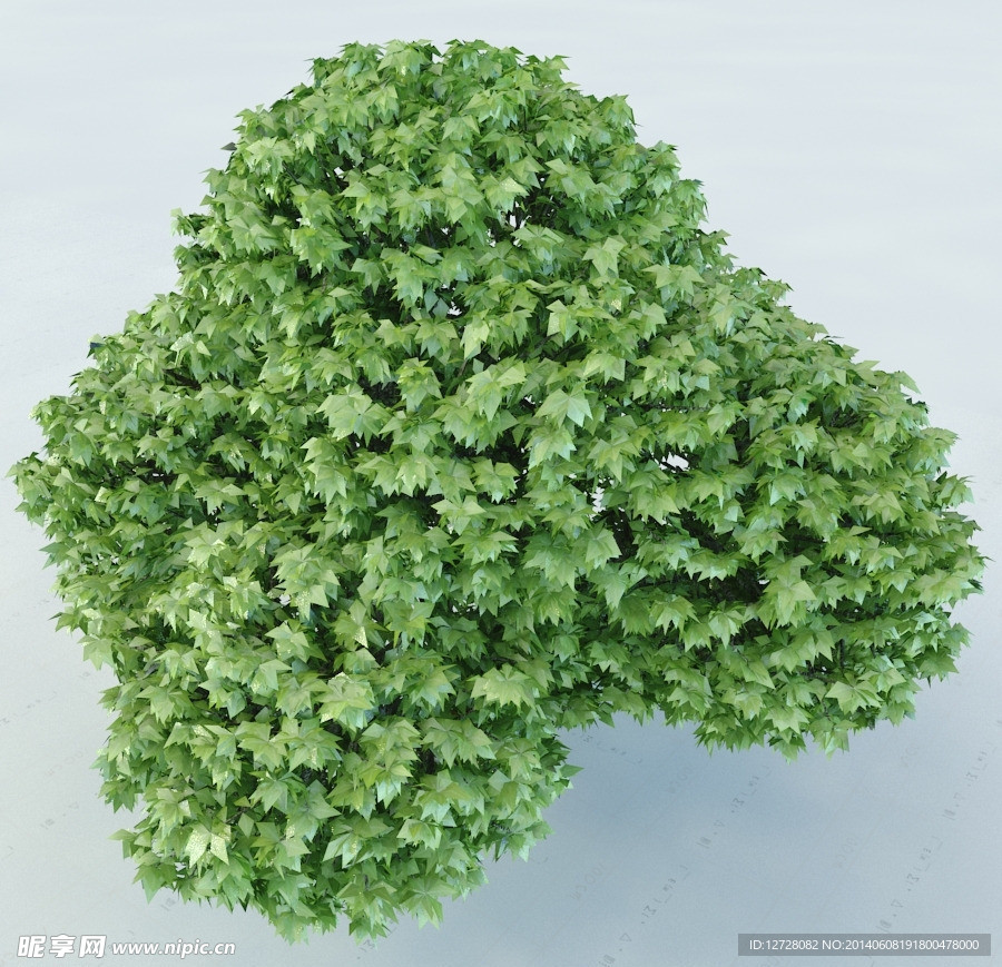 景观植物