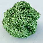 景观植物