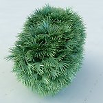 景观植物