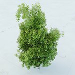 景观植物