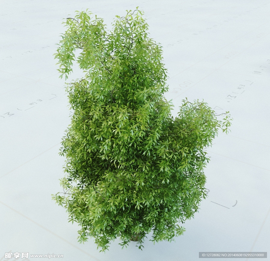 景观植物