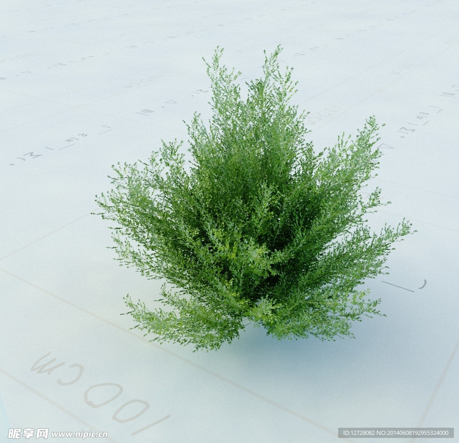 景观植物