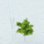 景观植物