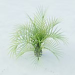 铁树