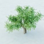 景观植物