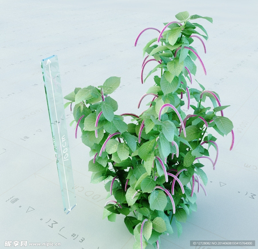 景观植物
