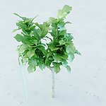 景观植物
