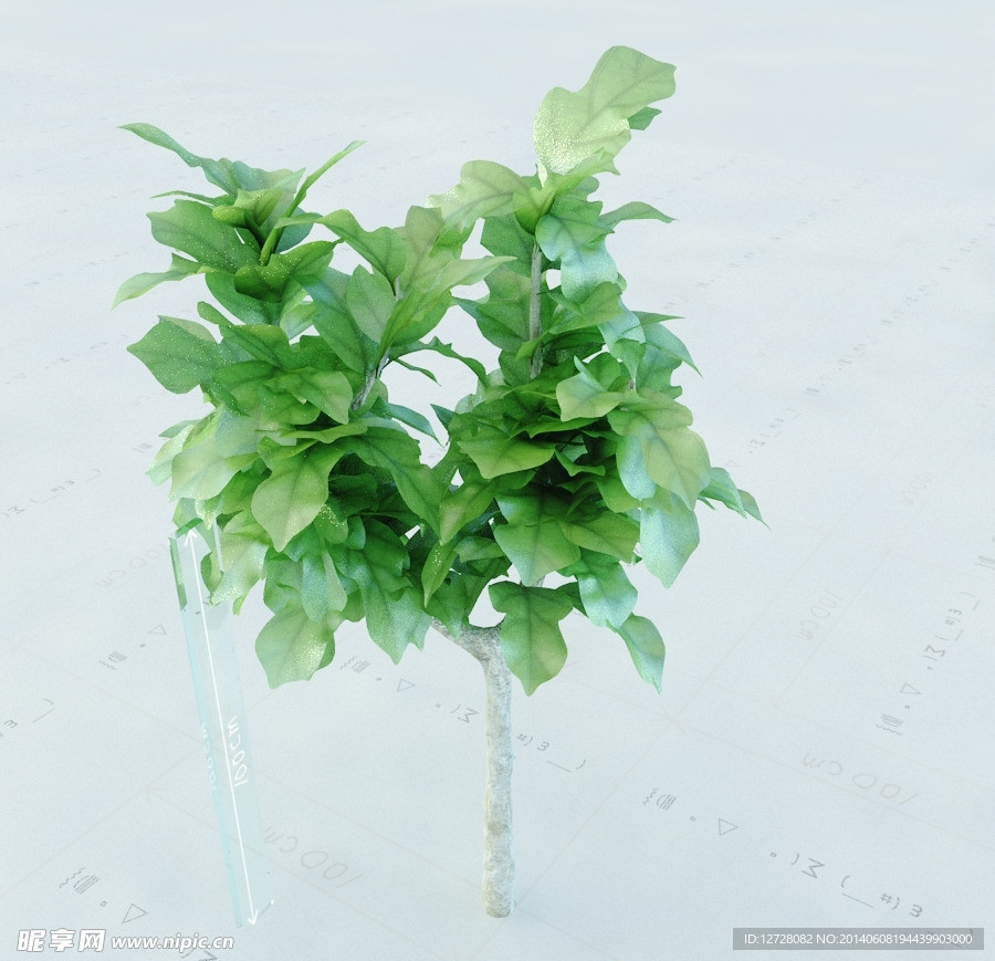 景观植物