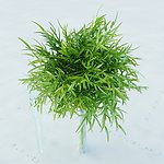 景观植物
