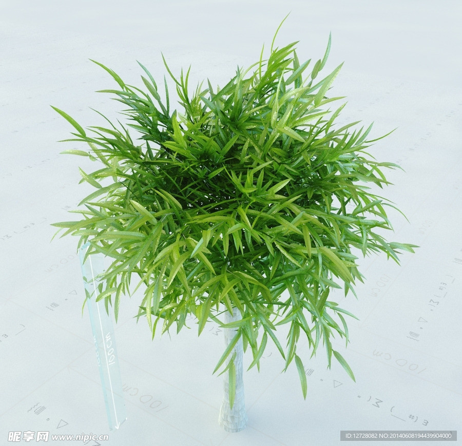 景观植物