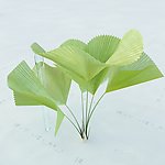 景观植物